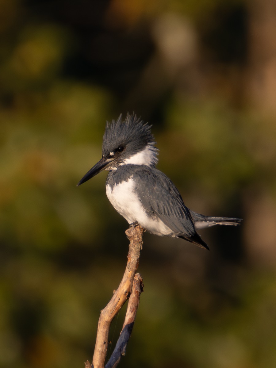 Belted Kingfisher - ML642166648