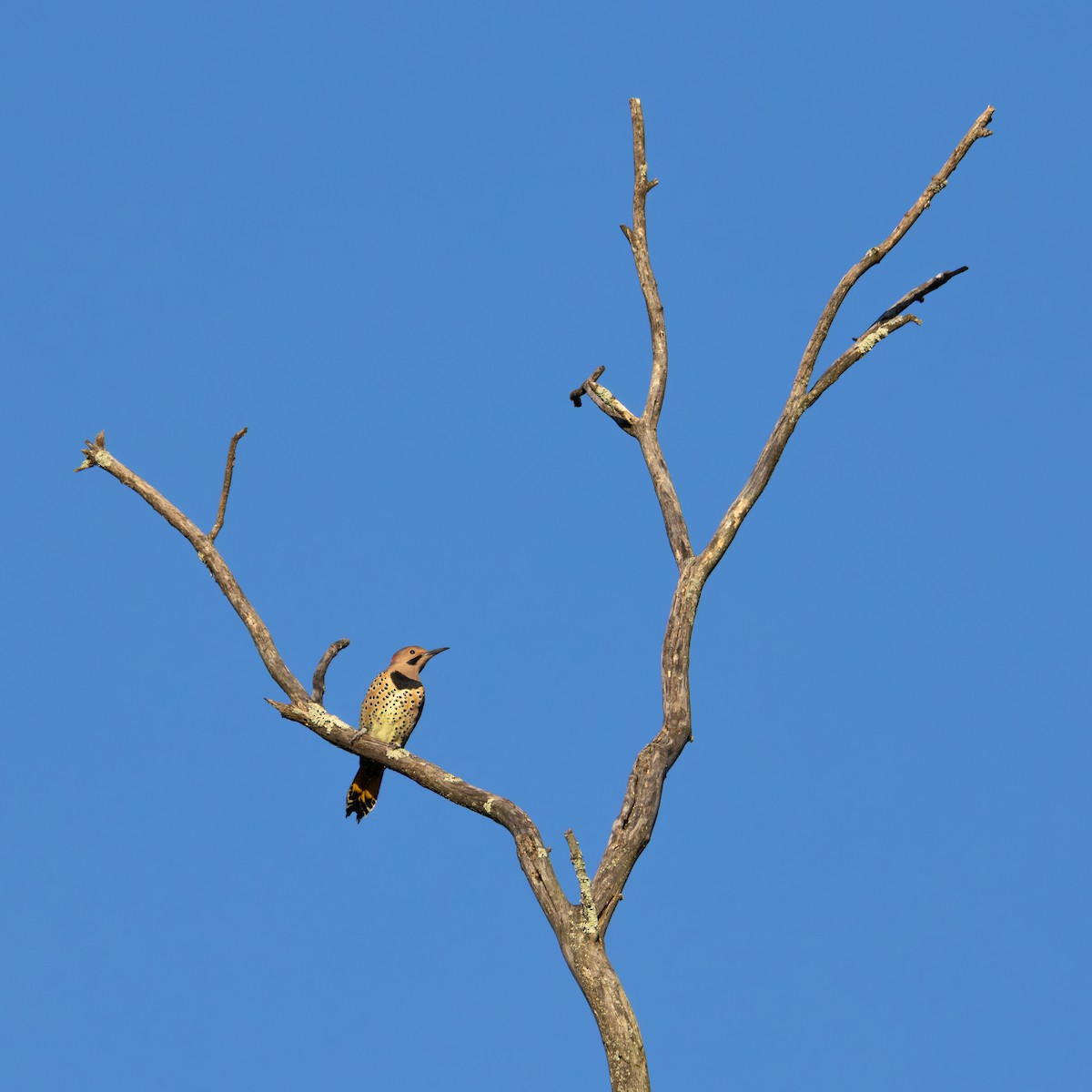 Northern Flicker - ML642166654