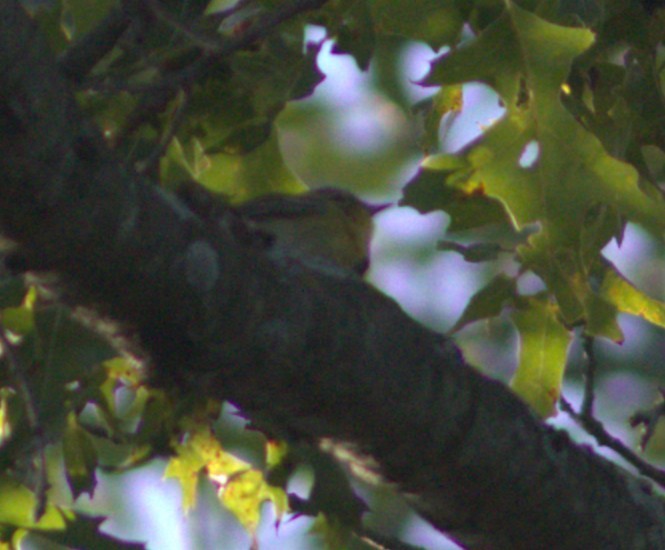 Northern Parula - ML642166669