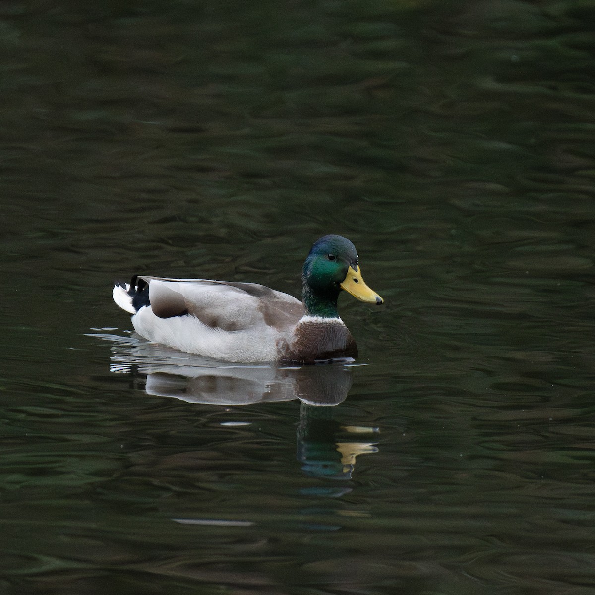 Mallard - ML642166672