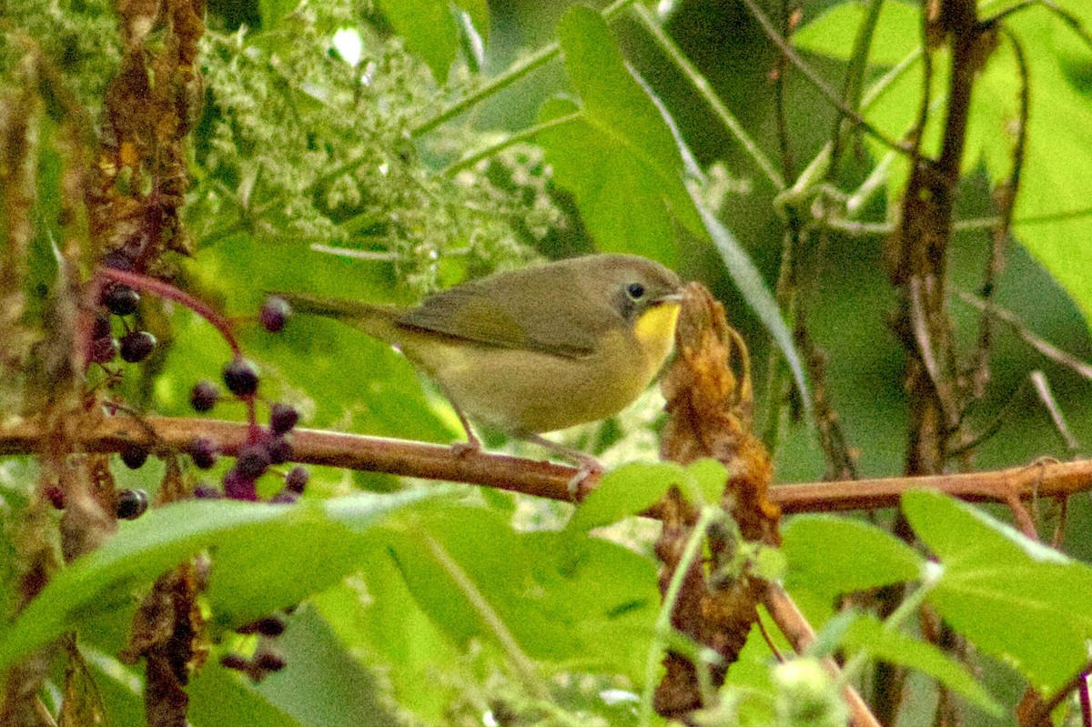 Common Yellowthroat - ML642166673