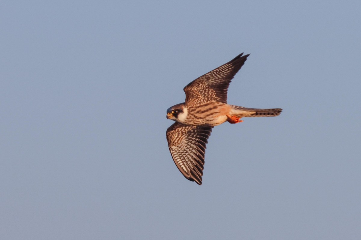 Red-footed Falcon - ML642166674