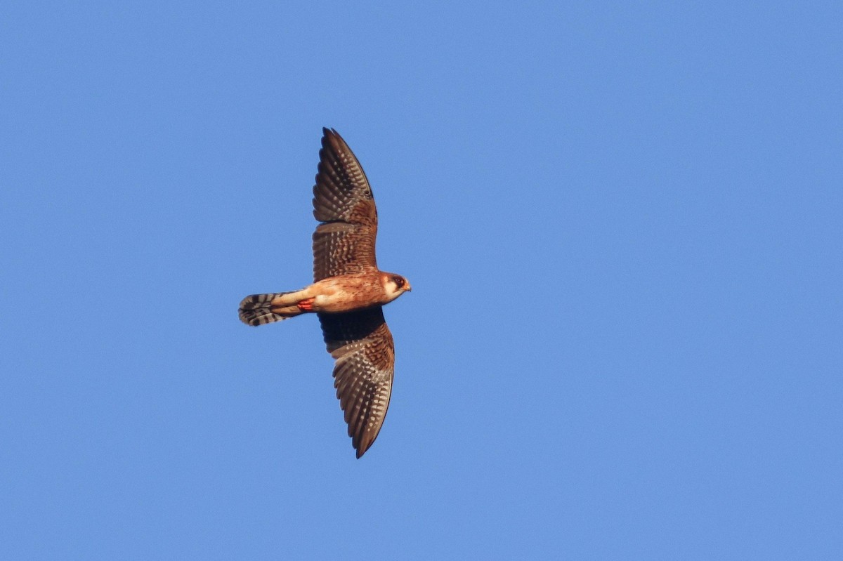 Red-footed Falcon - ML642166675