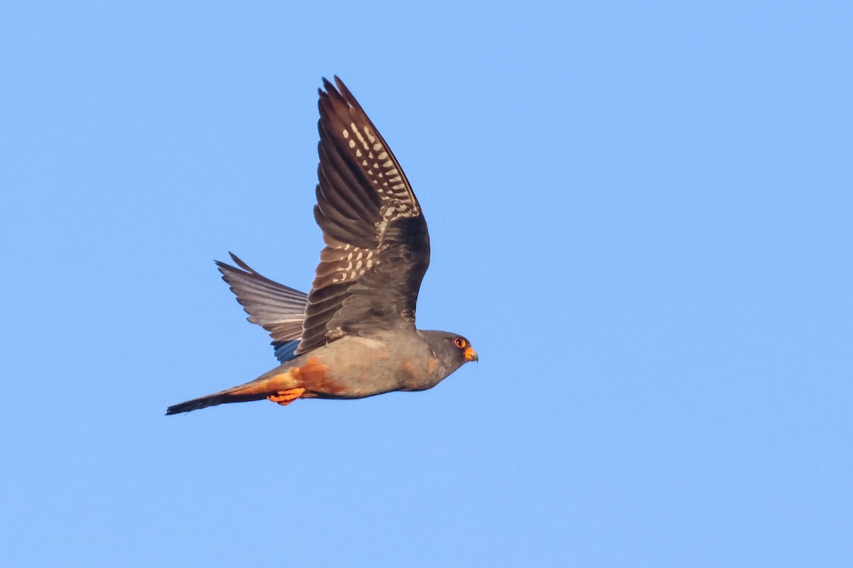 Red-footed Falcon - ML642166676