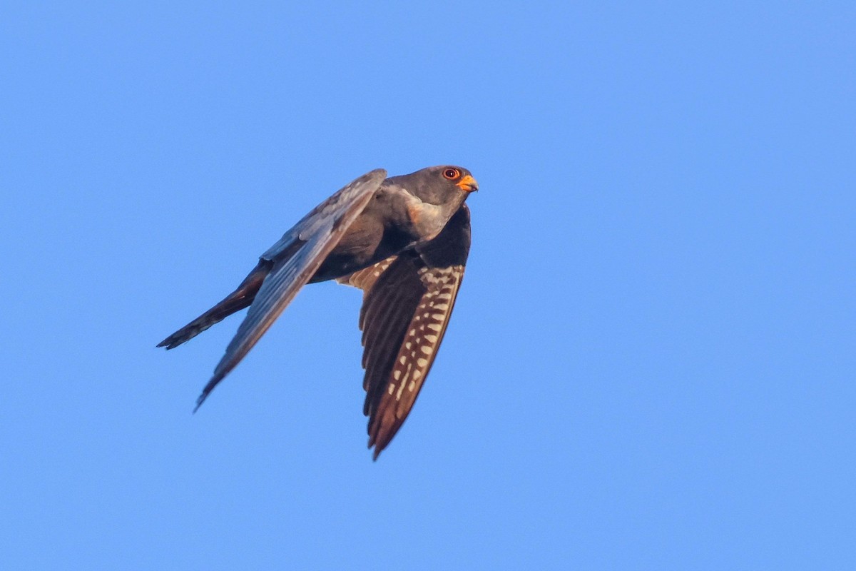 Red-footed Falcon - ML642166677