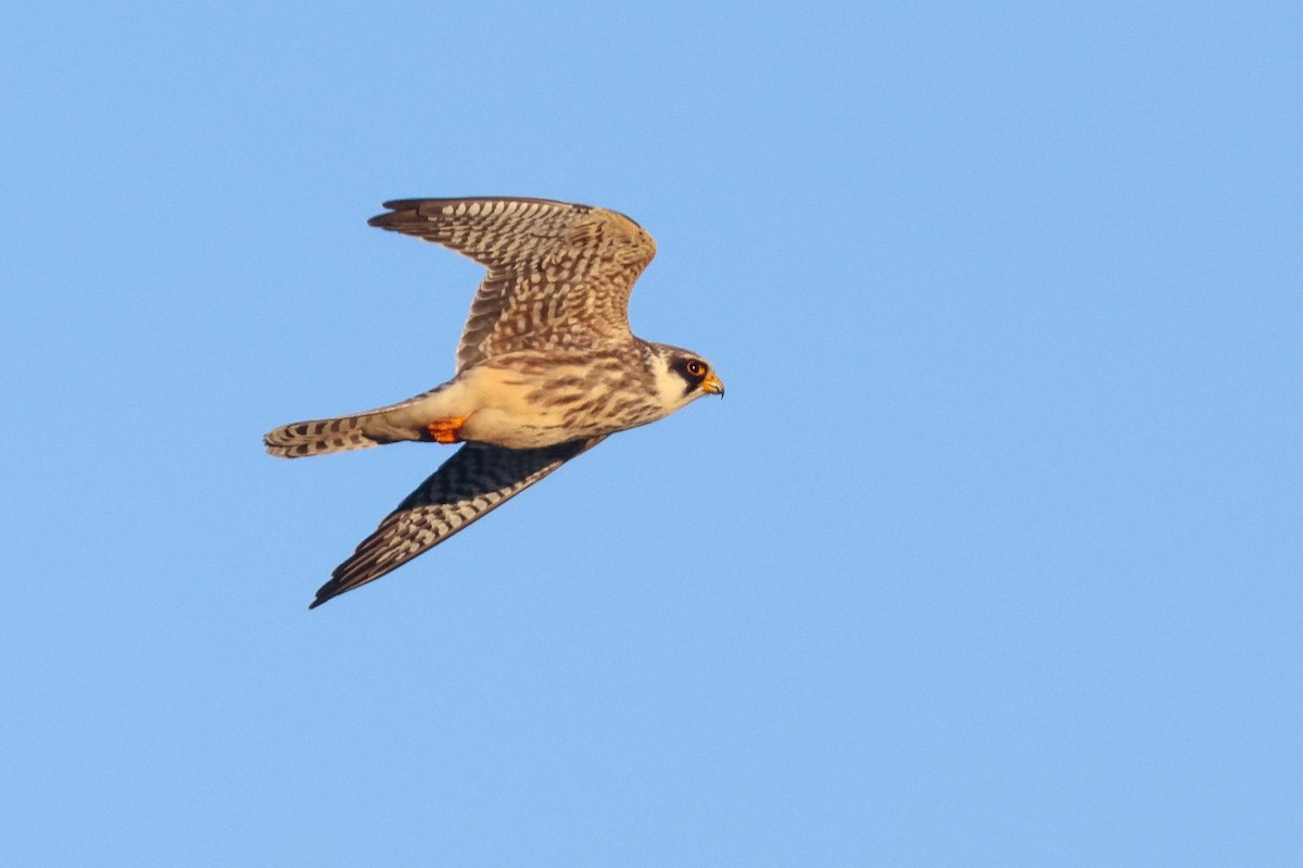 Red-footed Falcon - ML642166678