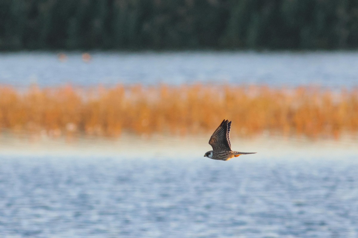 Red-footed Falcon - ML642166679