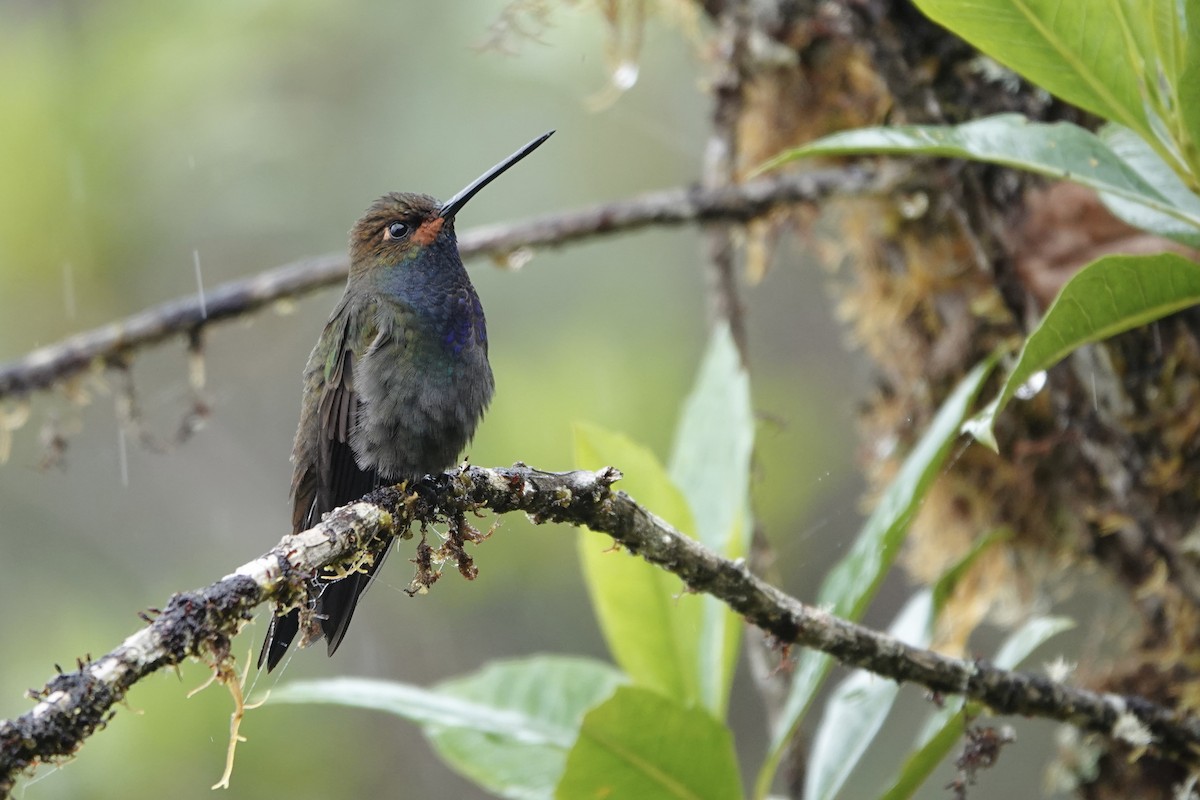 Rufous-gaped Hillstar - ML642166681