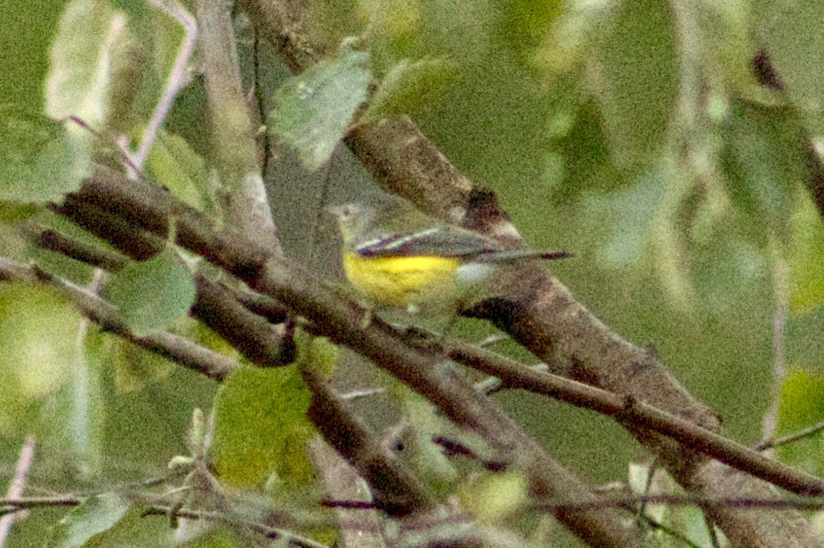 Magnolia Warbler - ML642166682
