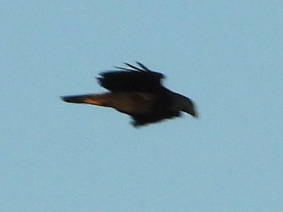 Bald Eagle - ML642166683