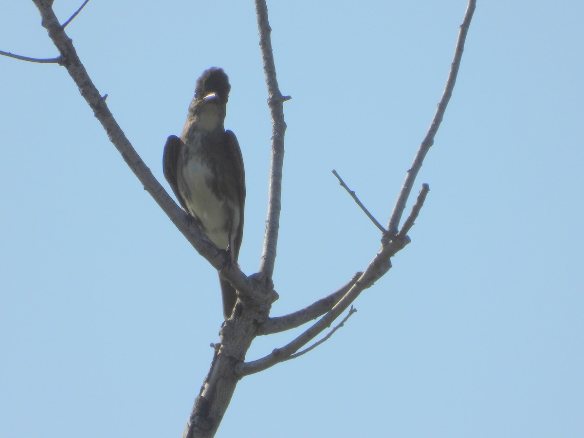 Olive-sided Flycatcher - ML642166687