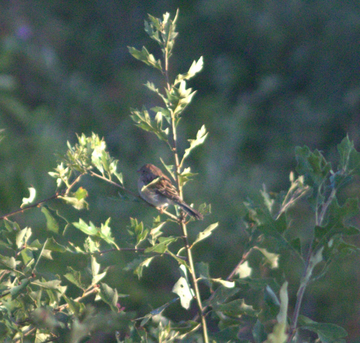 Field Sparrow - ML642166688