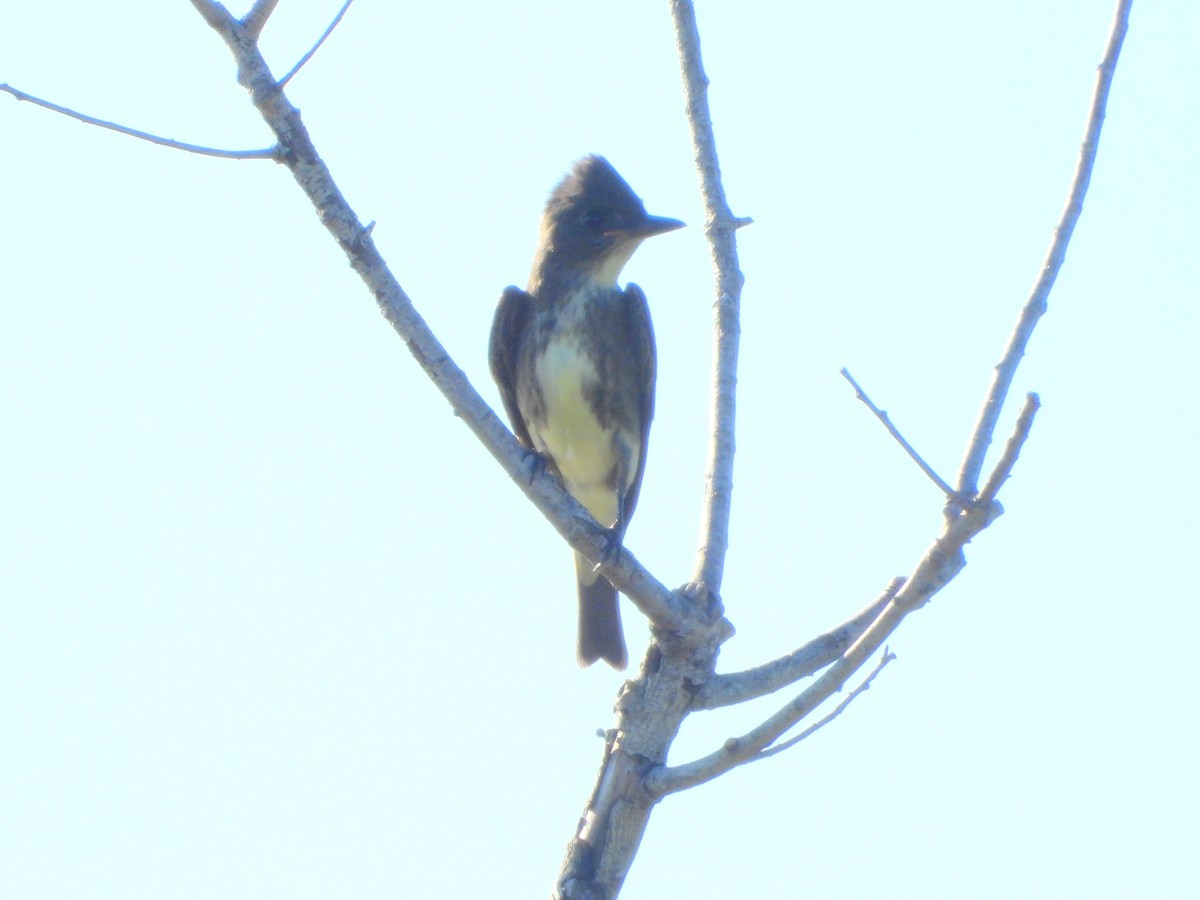 Olive-sided Flycatcher - ML642166690