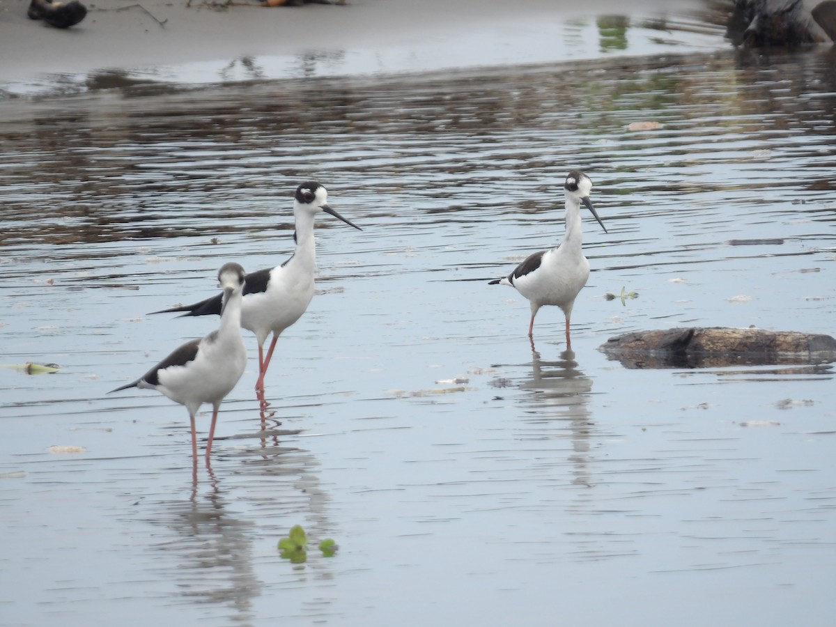 Black-necked Stilt - ML642166693