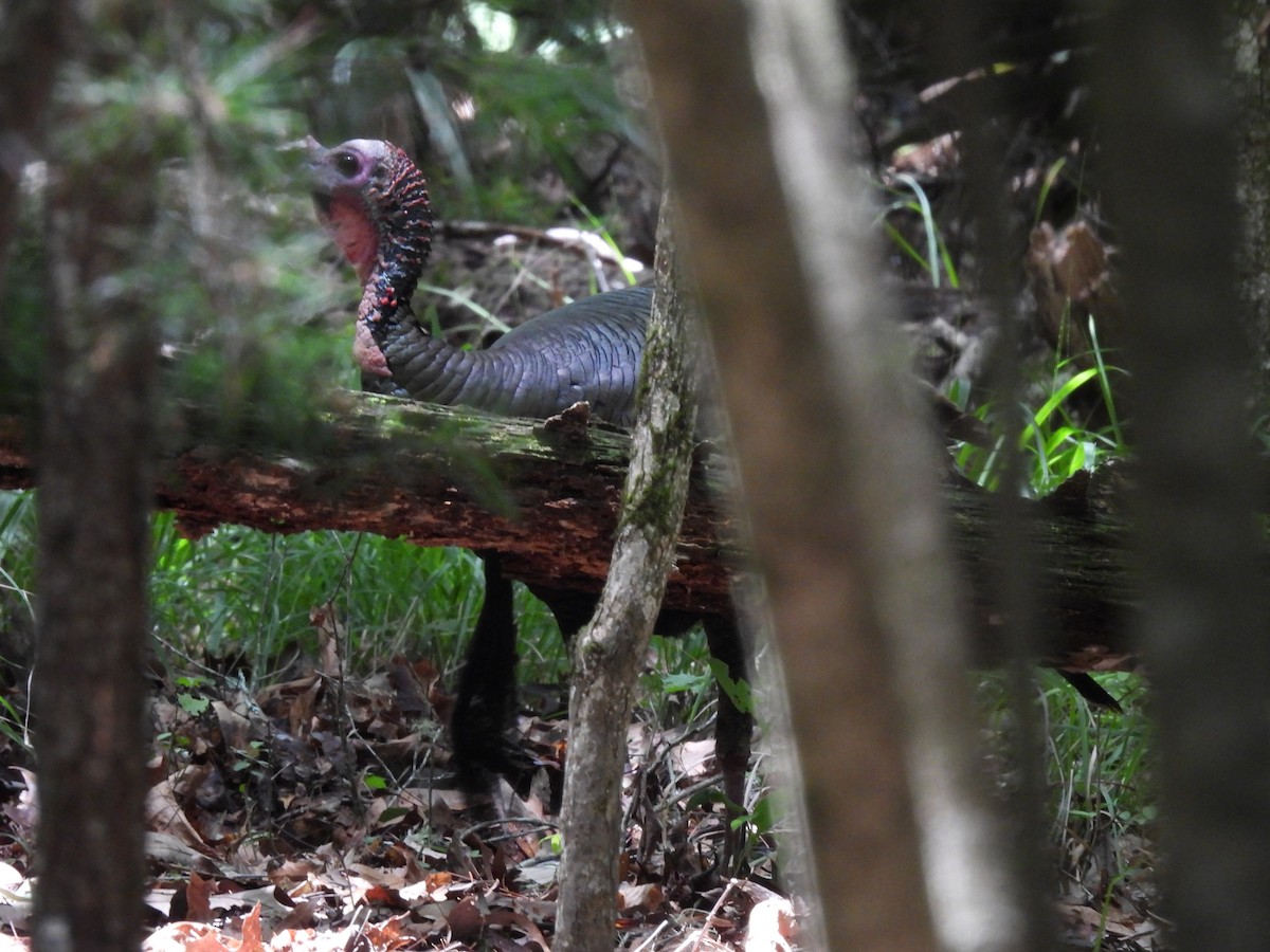 Wild Turkey - ML642166694