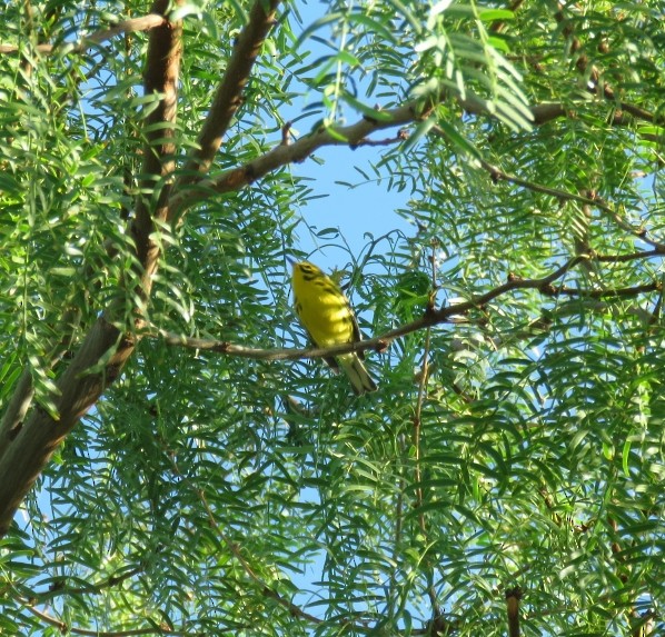 Prairie Warbler - ML642166703