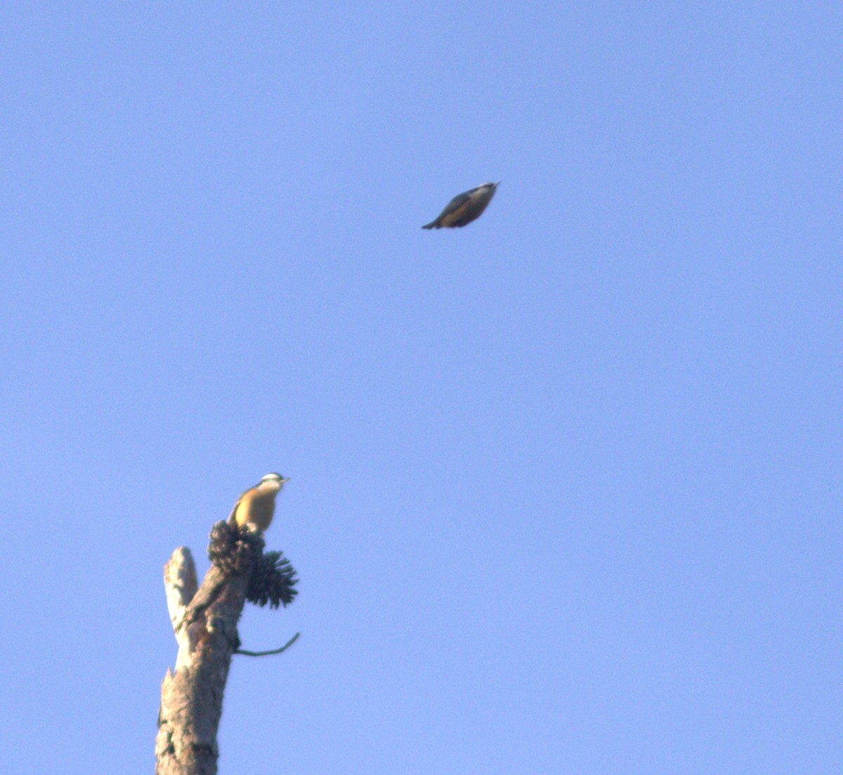 Red-breasted Nuthatch - ML642166704
