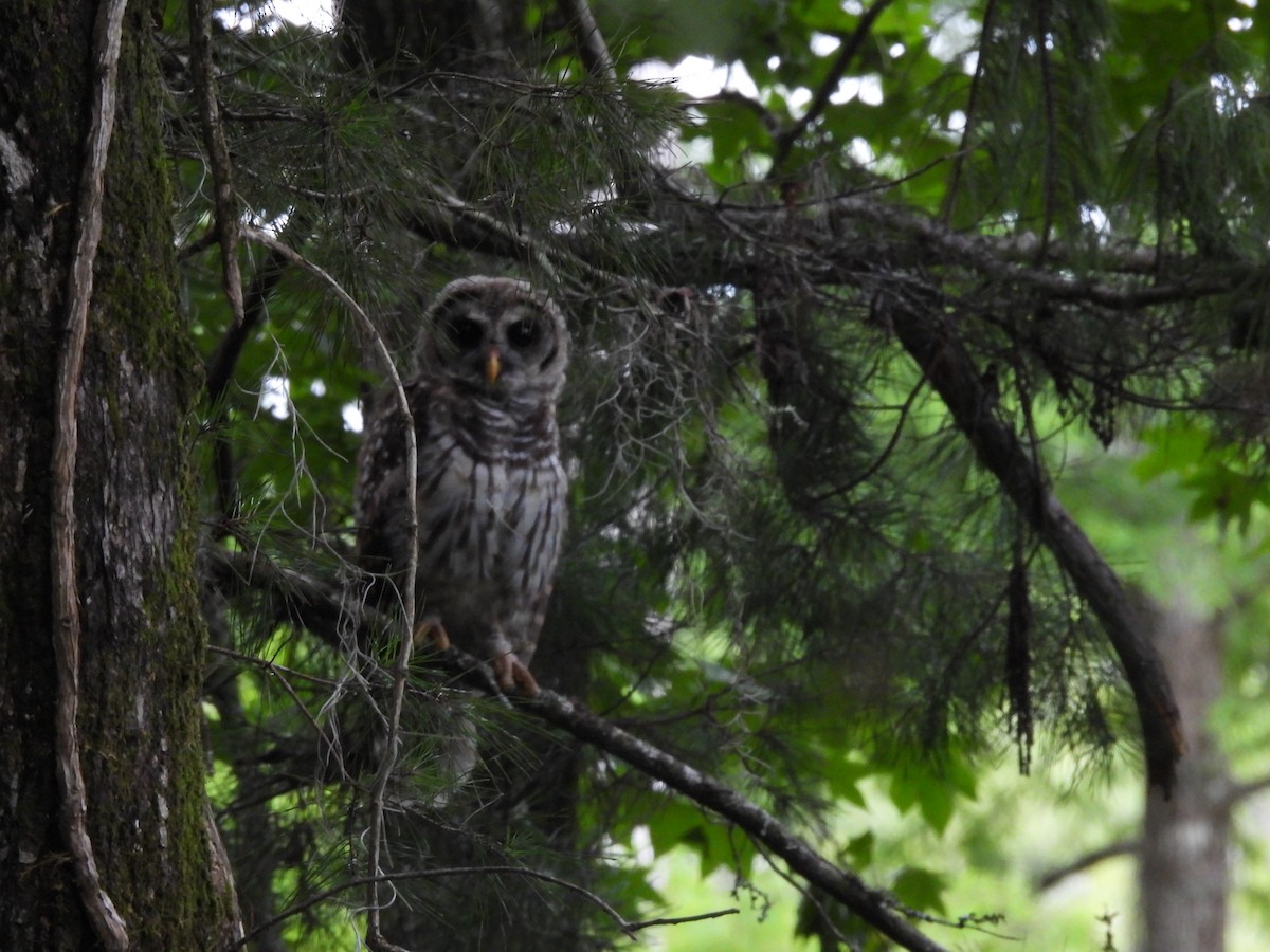 Barred Owl - ML642166706