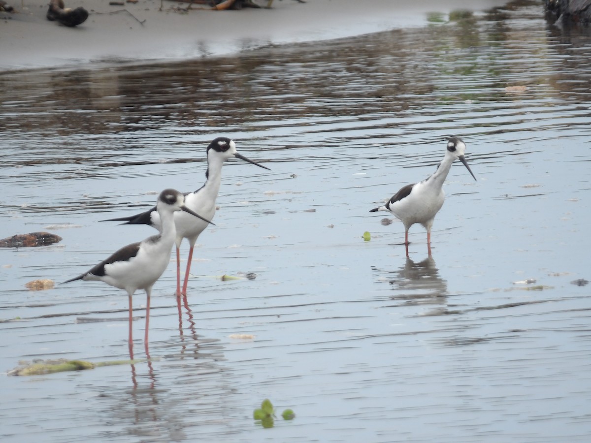 Black-necked Stilt - ML642166713