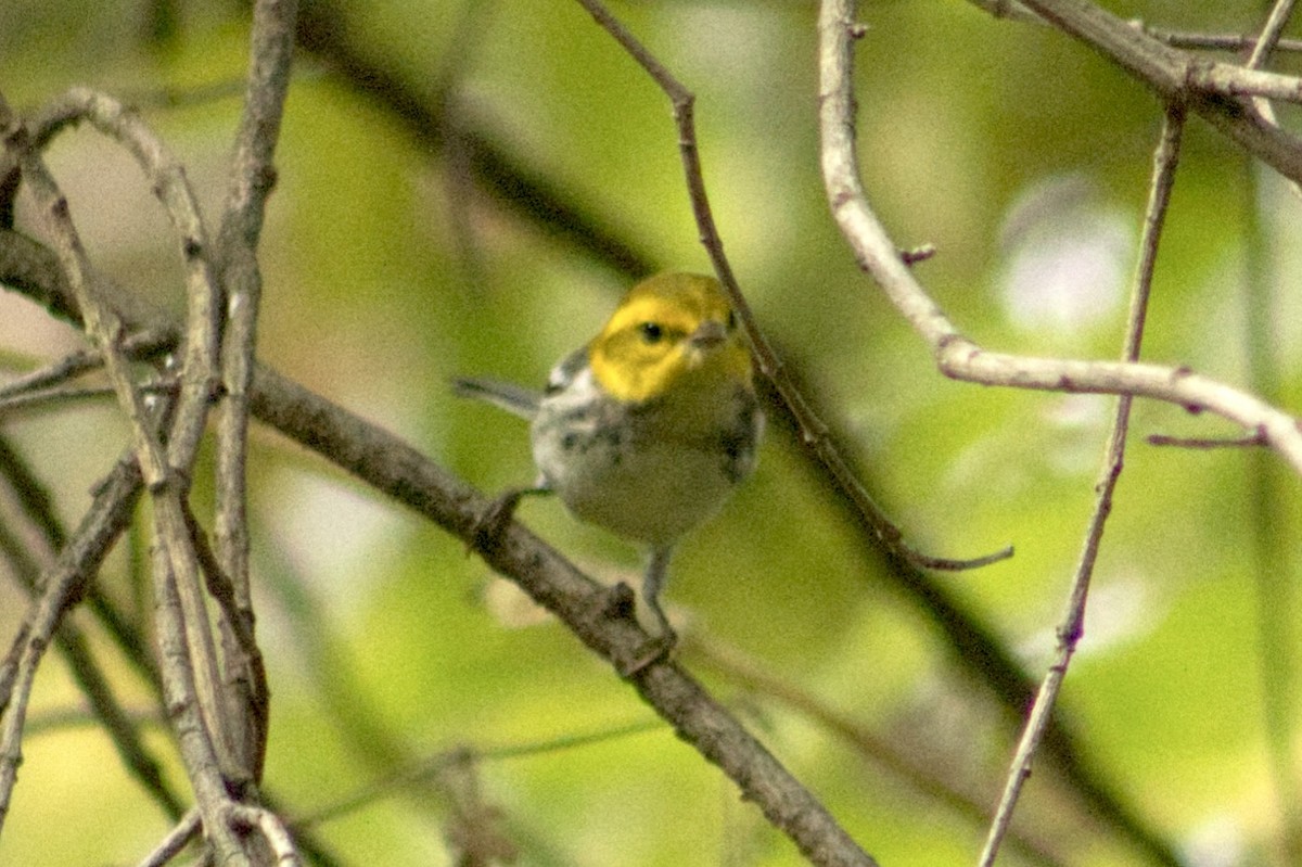 Black-throated Green Warbler - ML642166727