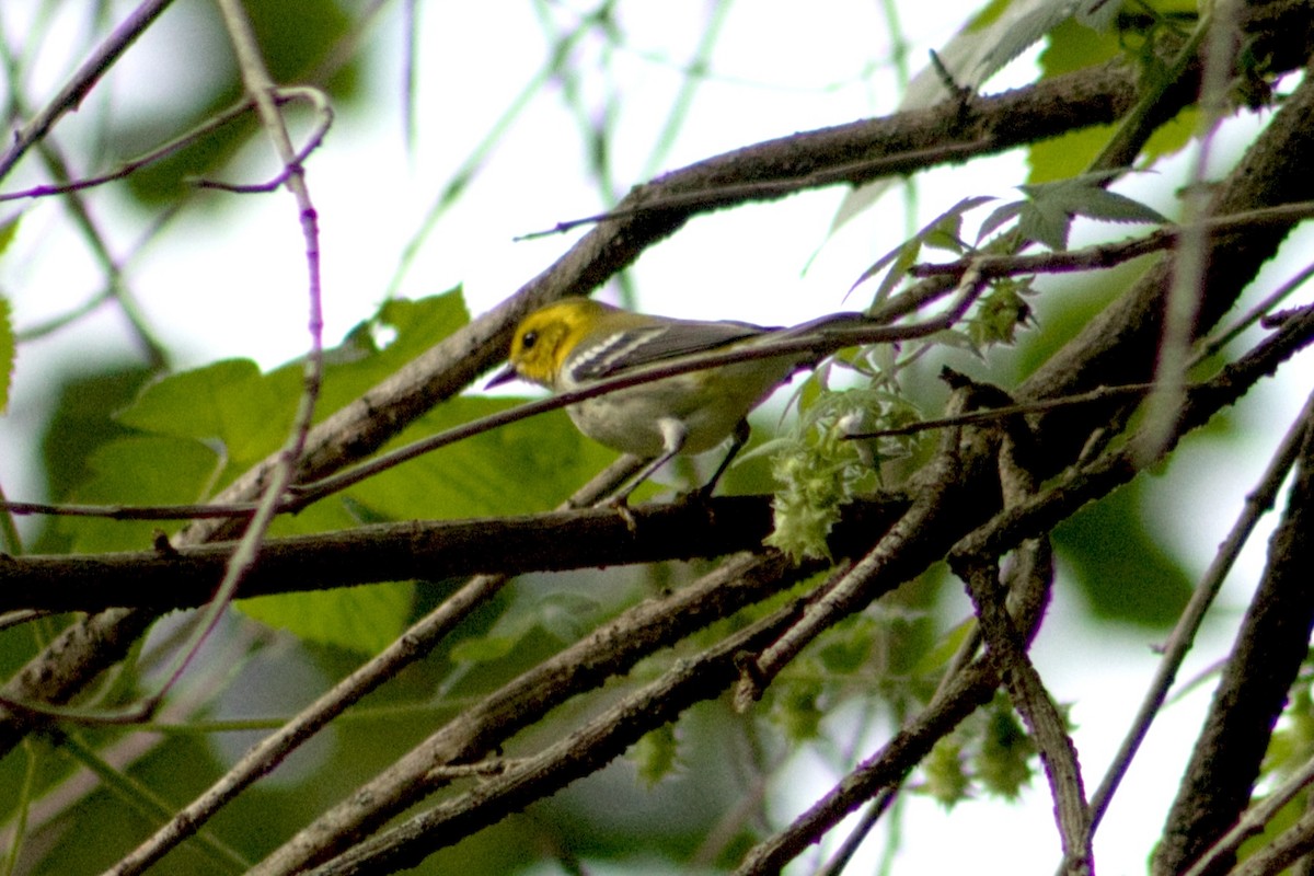 Black-throated Green Warbler - ML642166728