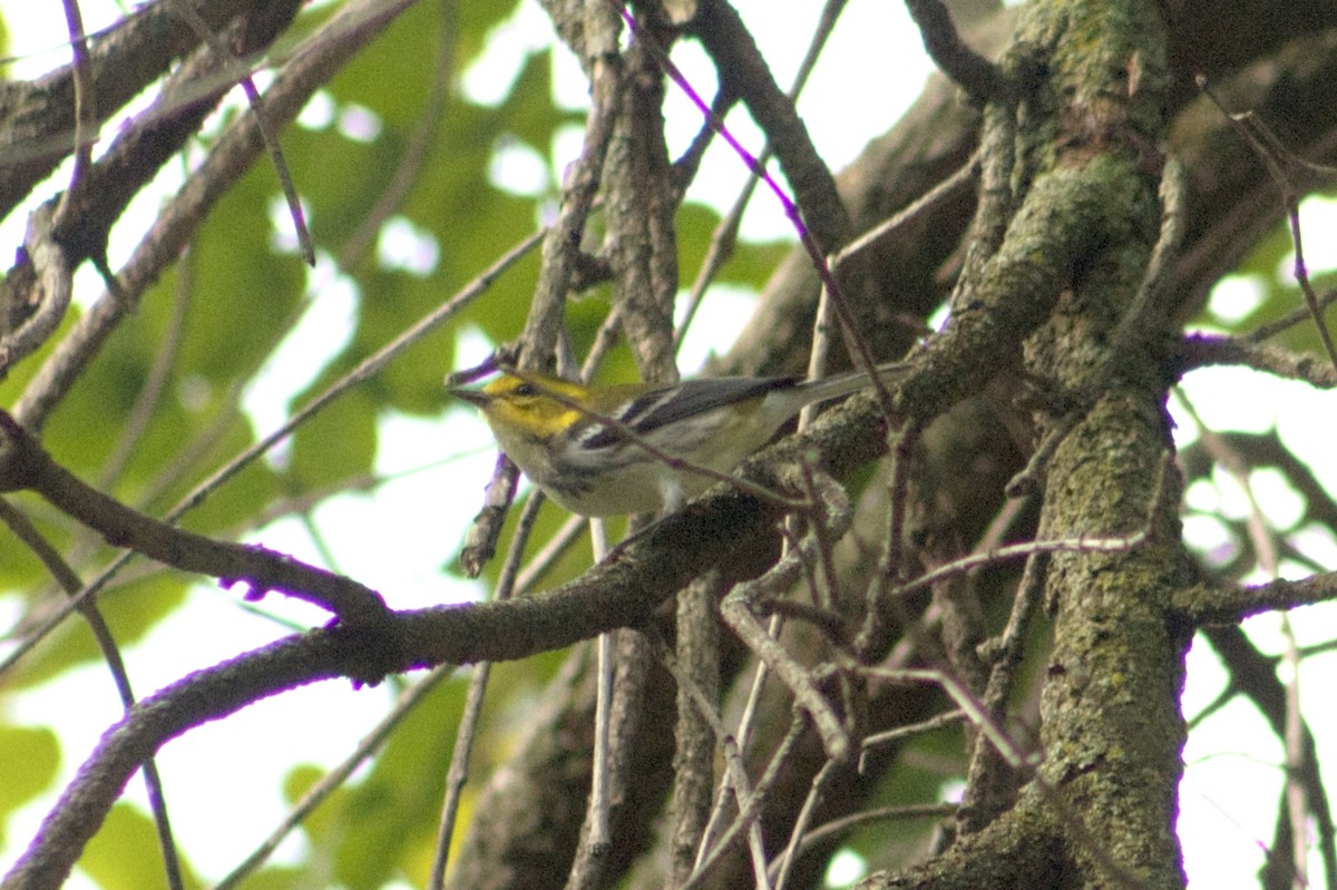 Black-throated Green Warbler - ML642166729
