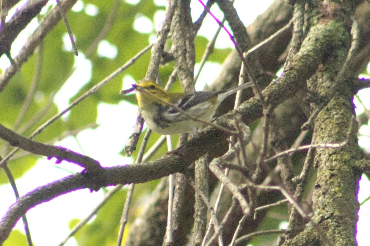 Black-throated Green Warbler - ML642166730