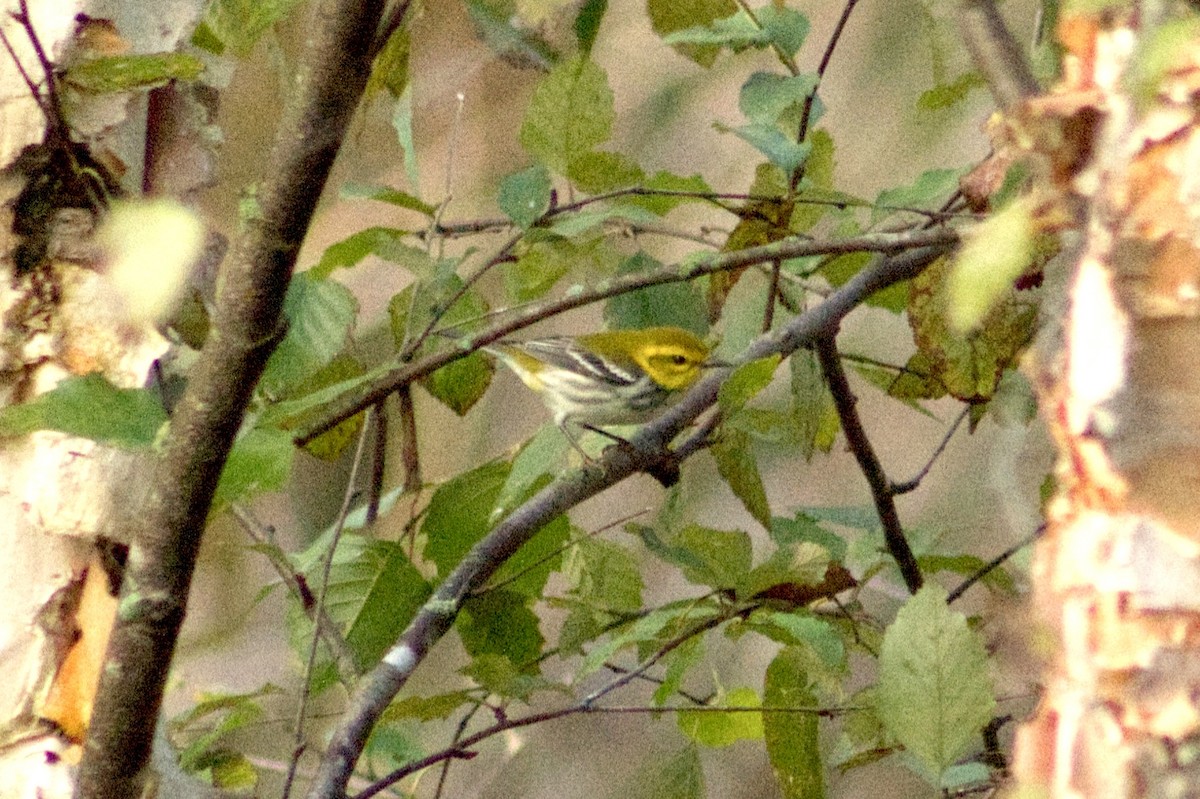 Black-throated Green Warbler - ML642166731