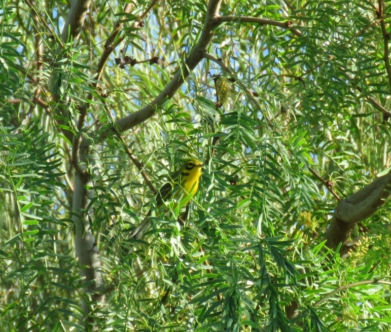 Prairie Warbler - ML642166741