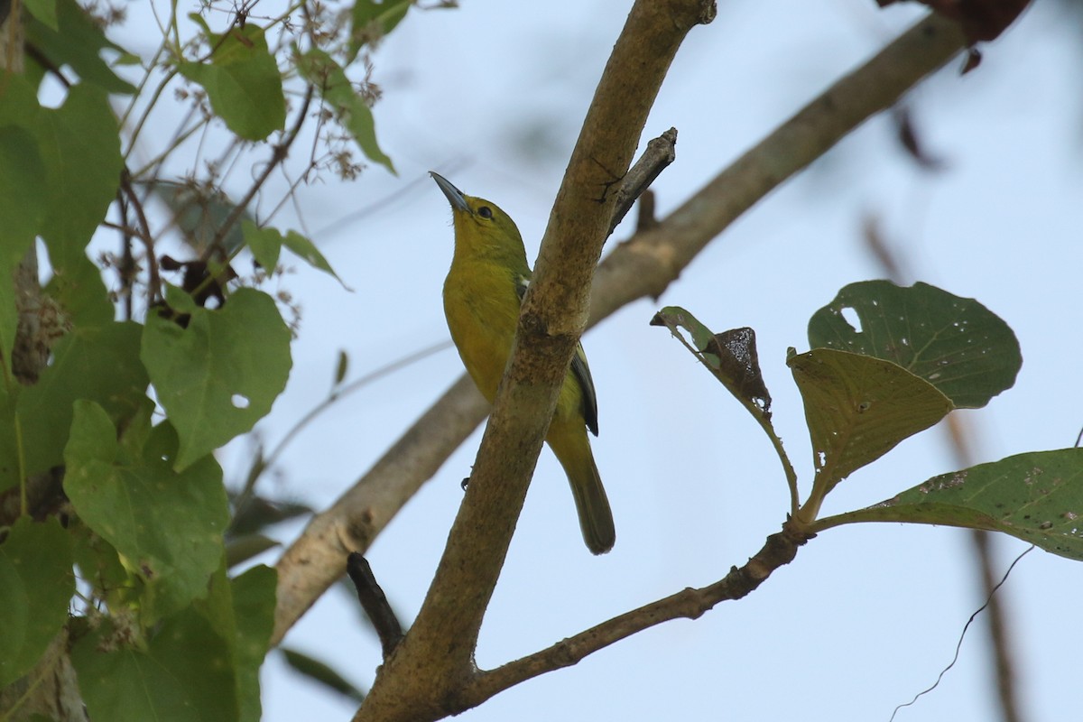 Iora de Lafresnaye - ML642166745