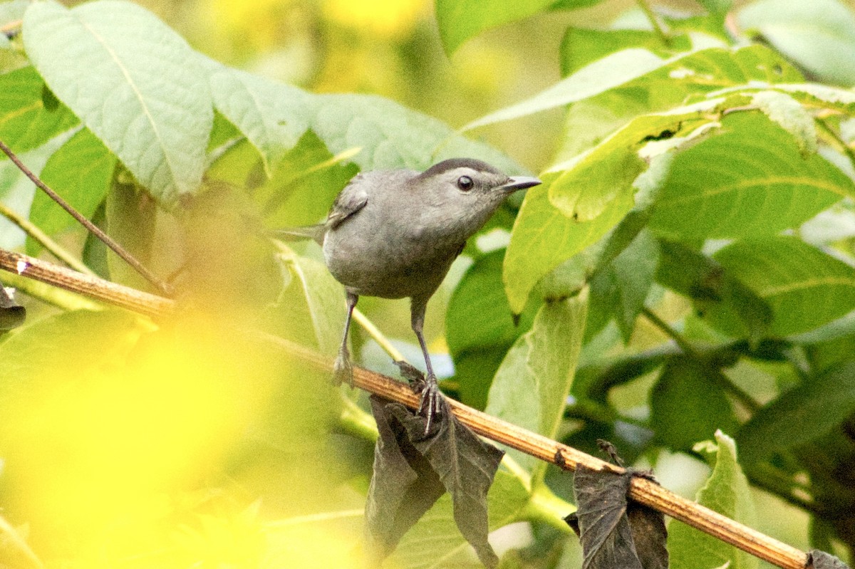 Gray Catbird - ML642166746