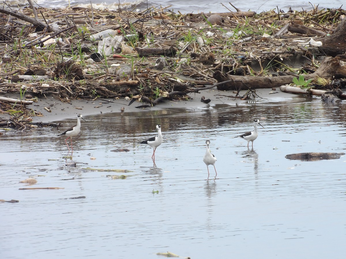 Black-necked Stilt - ML642166748