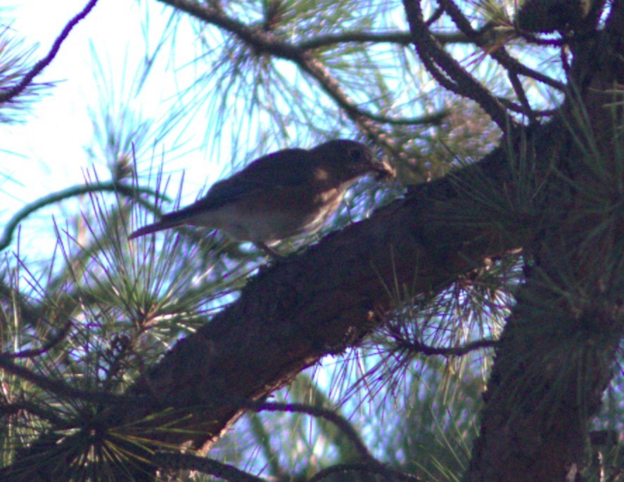Eastern Bluebird - ML642166755