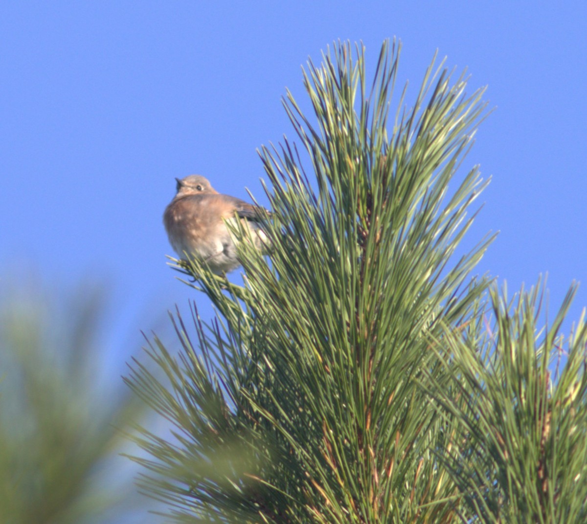 Eastern Bluebird - ML642166756