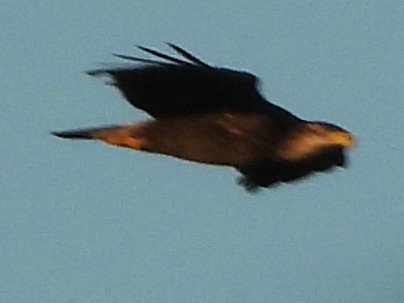 Bald Eagle - ML642166773