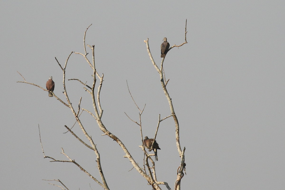 Red Collared-Dove - ML642166781