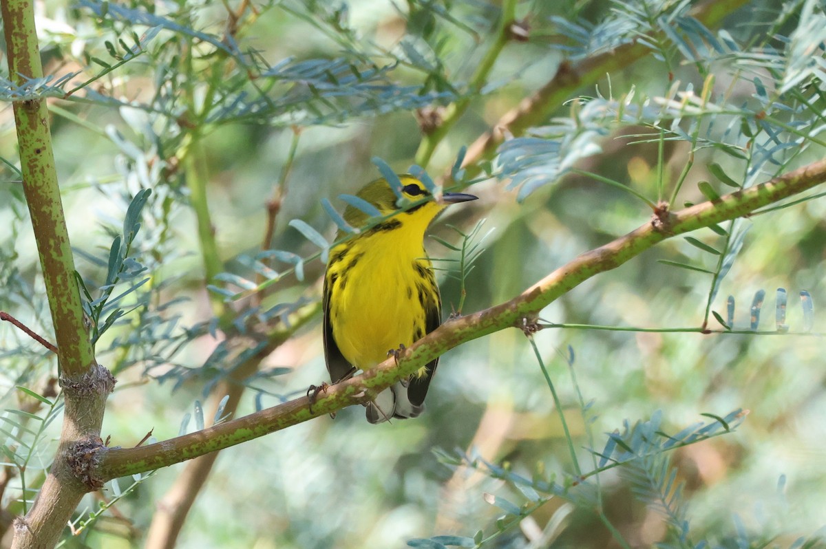 Prairie Warbler - ML642166782