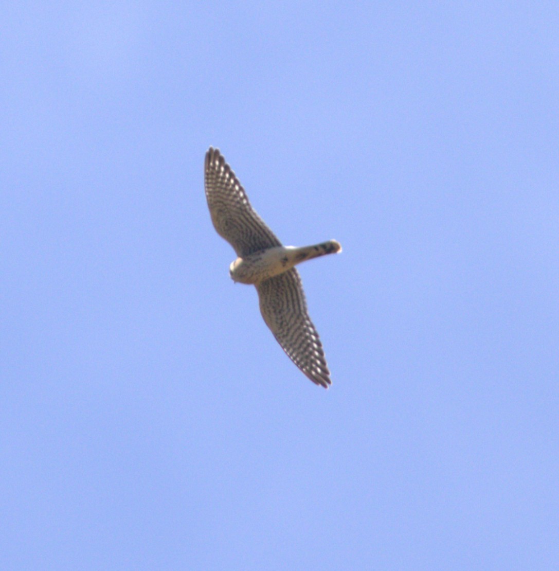American Kestrel - ML642166788