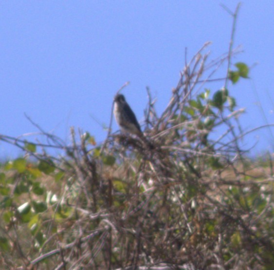 American Kestrel - ML642166790