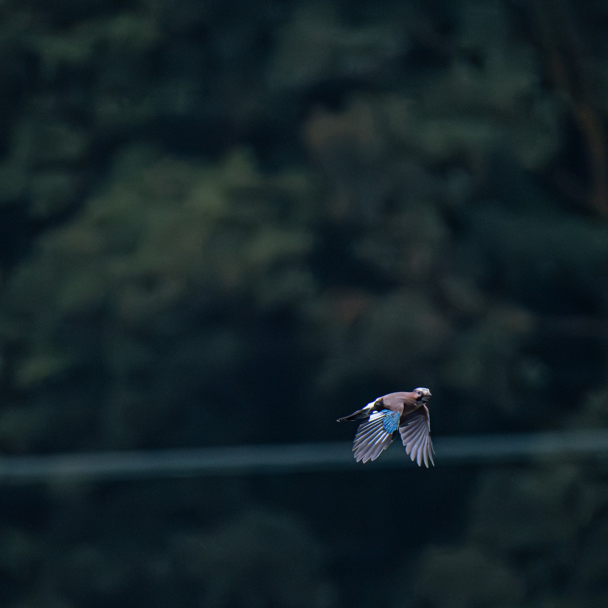 Eurasian Jay - ML642166792