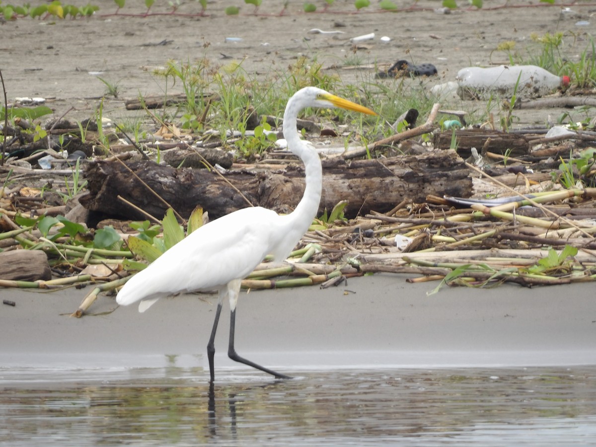 Great Egret - ML642166794