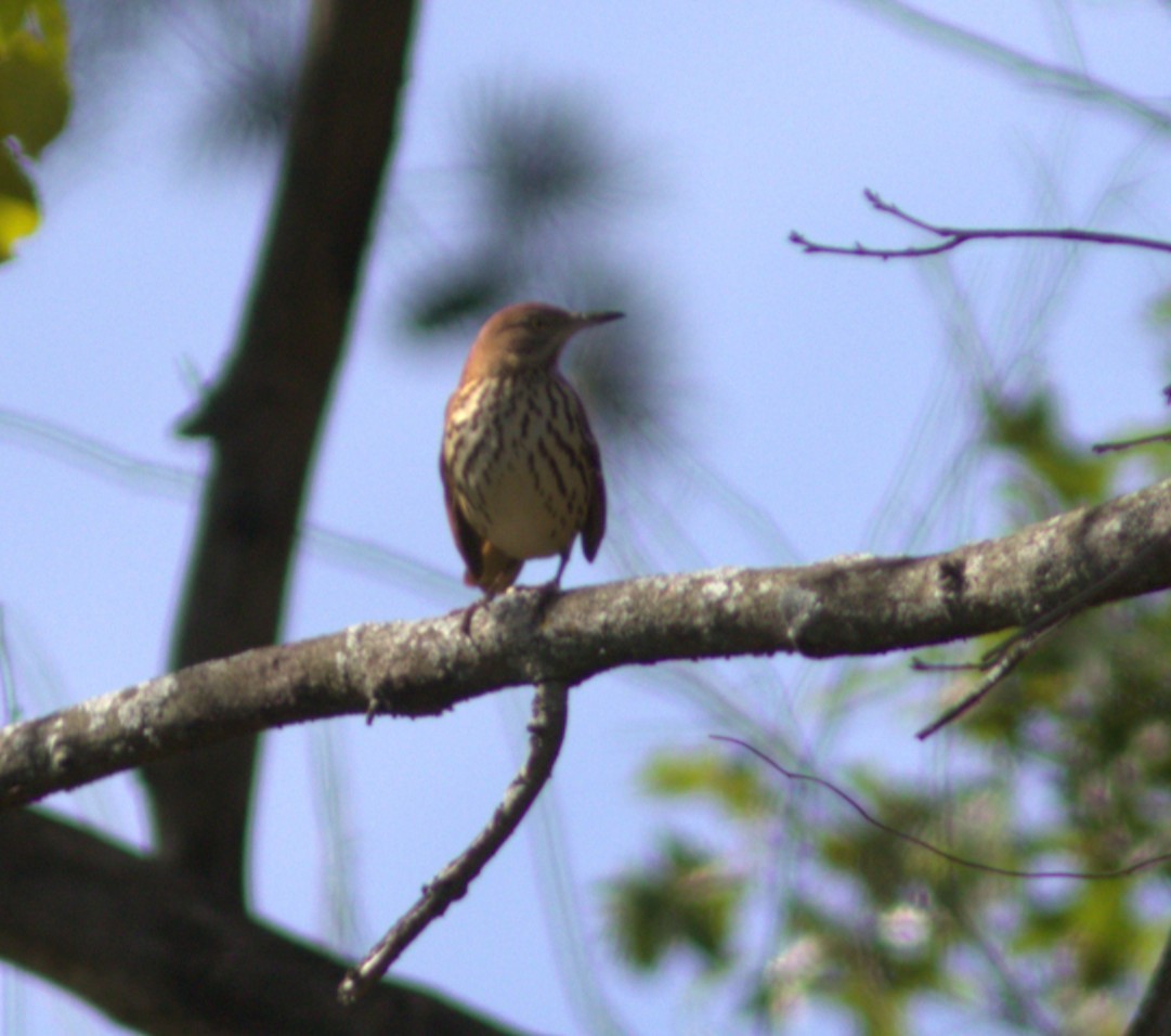 Brown Thrasher - ML642166801