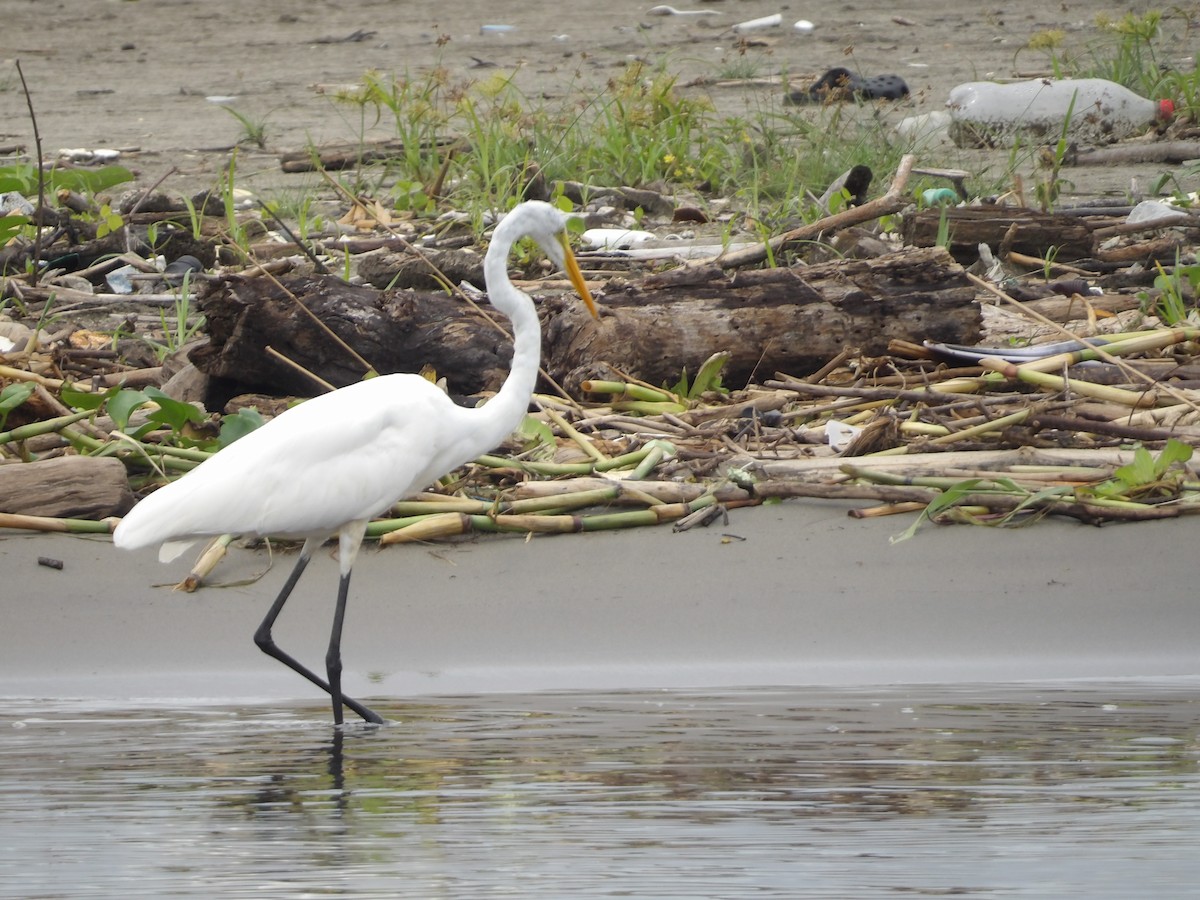 Great Egret - ML642166804