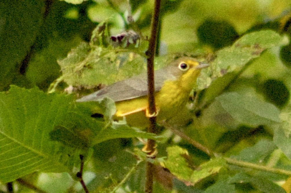 Canada Warbler - ML642166814