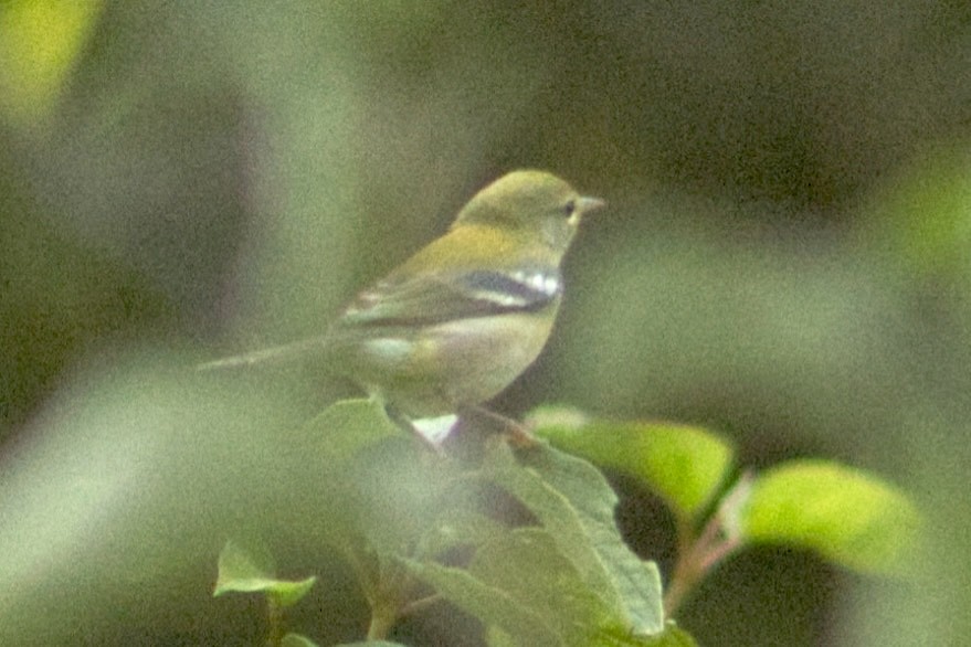 Northern Parula - ML642166819