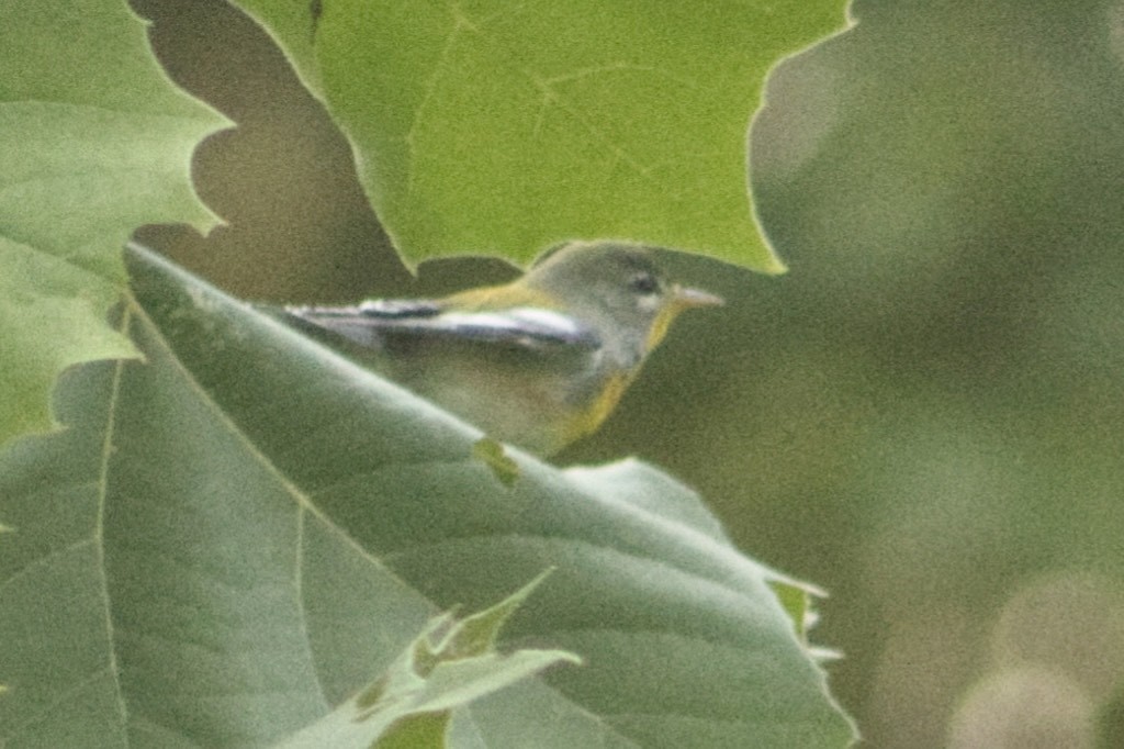 Northern Parula - ML642166820