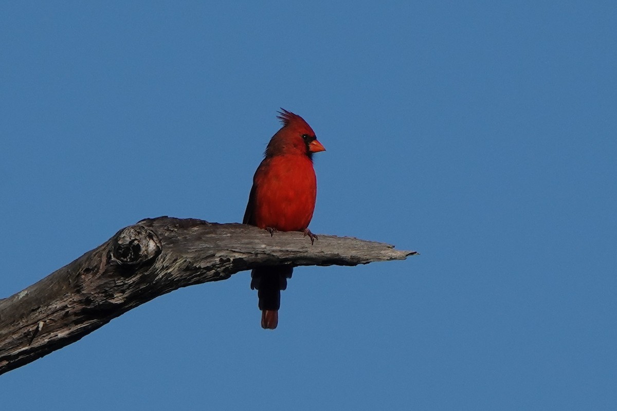 Cardinal rouge - ML642166821