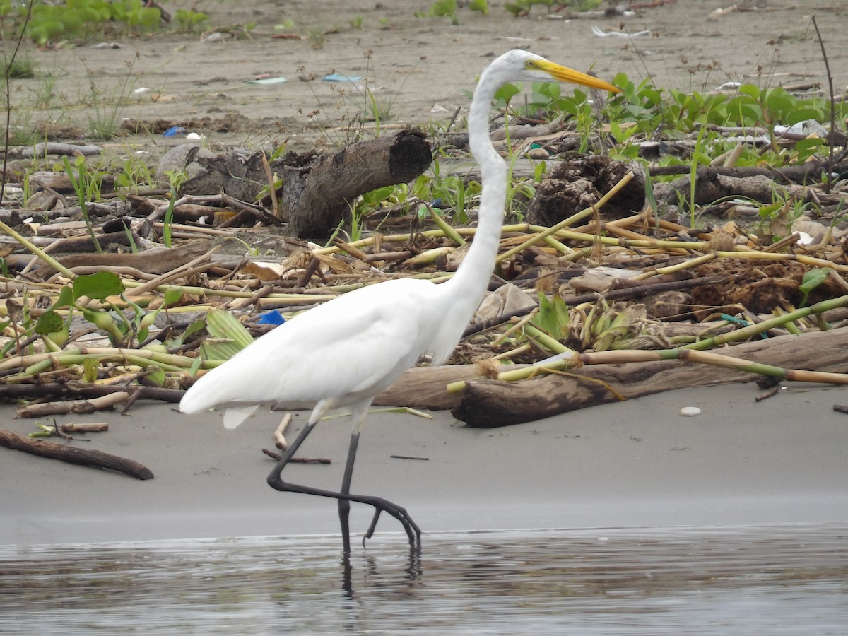 Great Egret - ML642166822