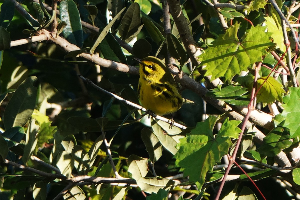 Paruline des prés - ML642166824