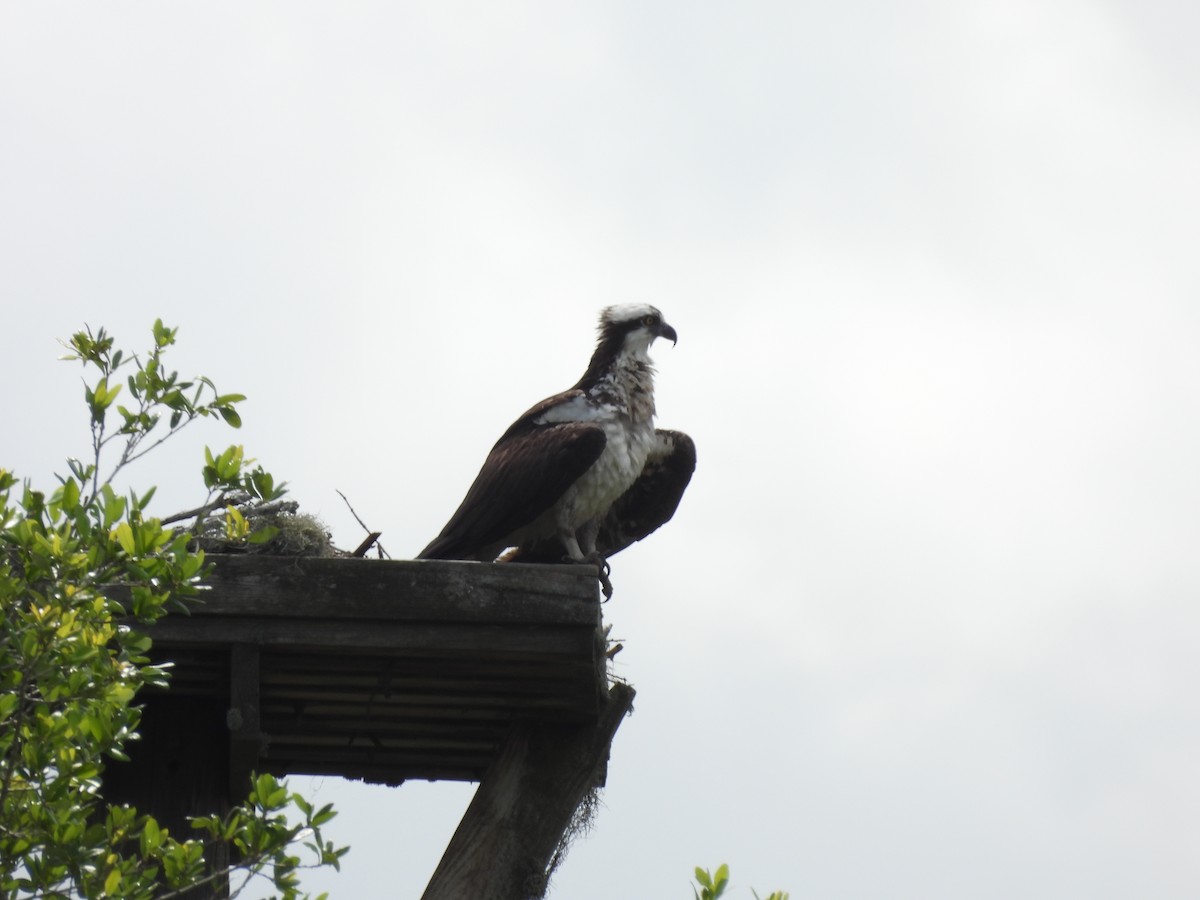 Osprey - ML642166829